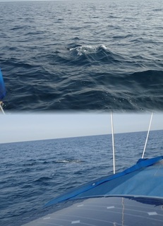 dolfin 01.jpg