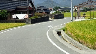 oomura 80.jpg