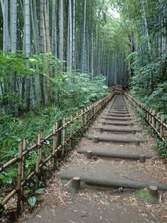 sakurazyo 60.jpg