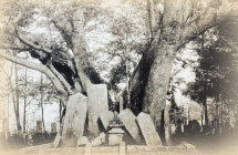 noriyoei kabasakura.jpg